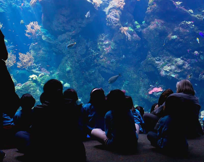 Dyk ned i verdens største marinepark