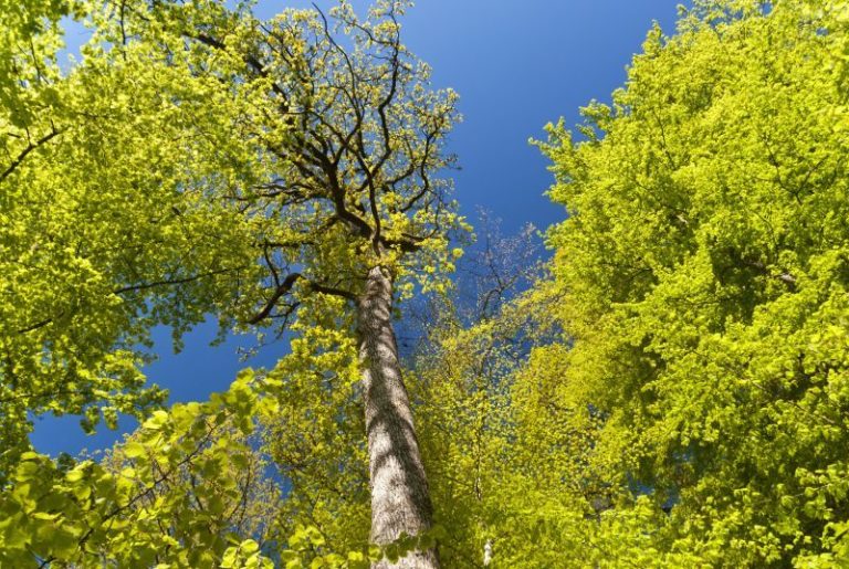 Gå en tur og kom i god form